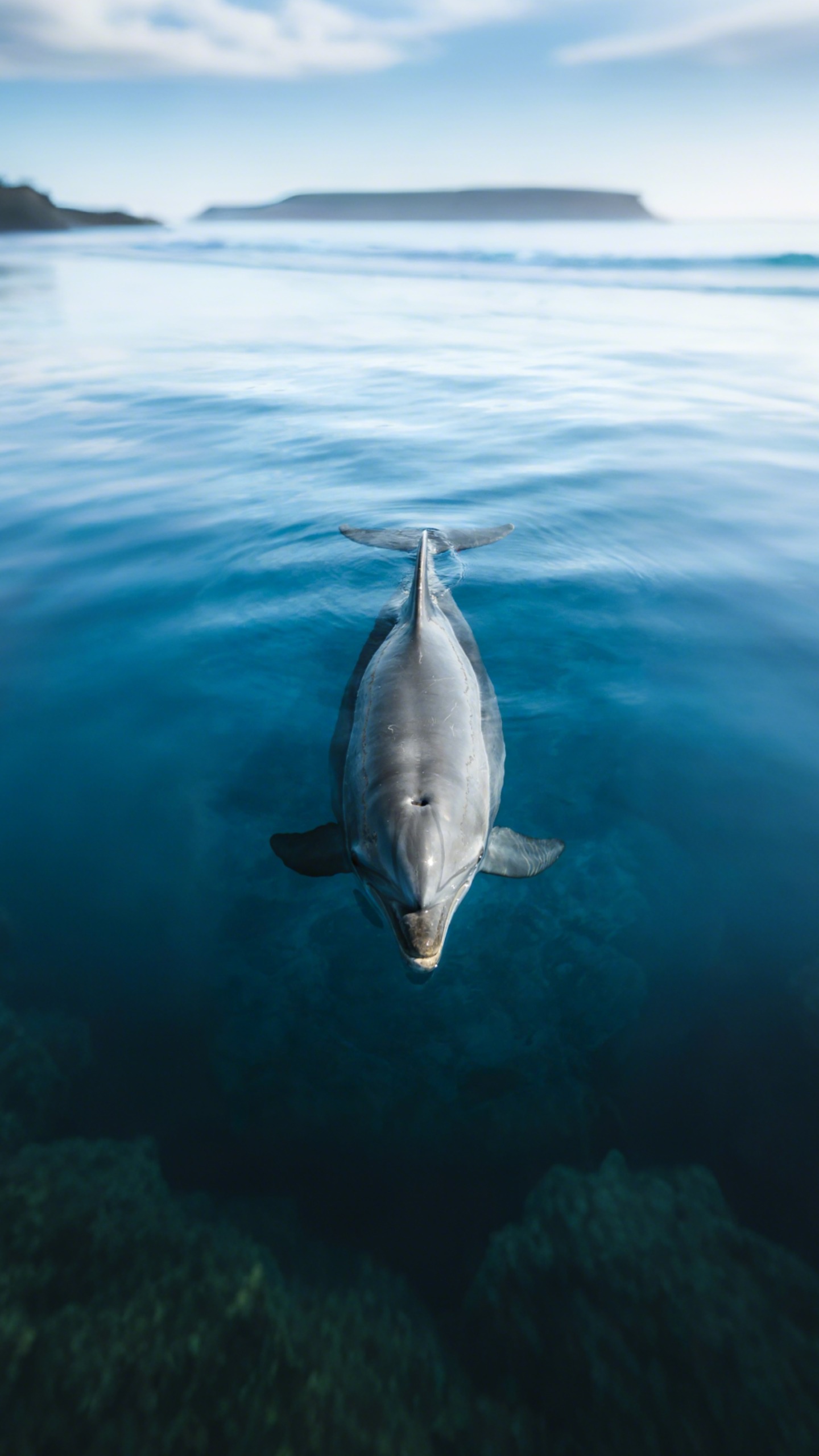 Wild Dolphin Freedom