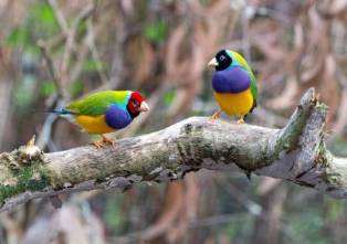Unveiling the Enigma of Animal Colors: A Luminous Spectrum
