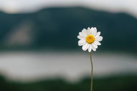 The 13 Most Colorful Daisies