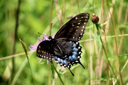 Waiting for the Big Blue Butterfly