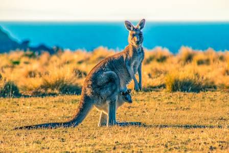 Incredible and Surprising Facts About Australian Kangaroos