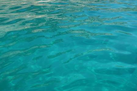 Beneath the Waves: A Silent Ocean Crisis