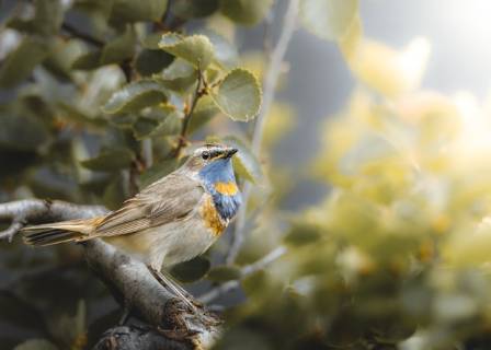 All about the Bluethroat