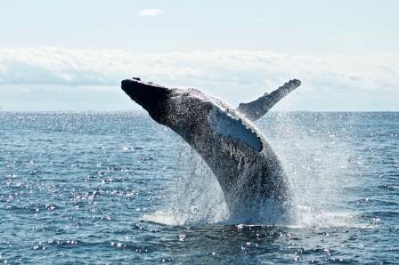 The Most Unique Giants of the Sea: The Humpback Whale