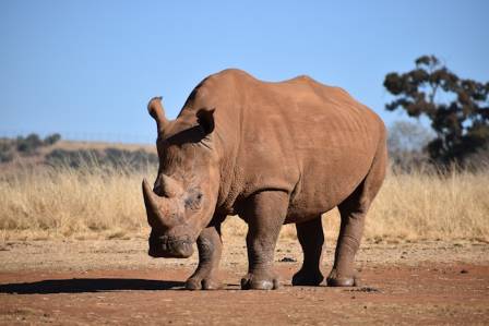 Seven Mind Blowing Secrets About Rhinos You Likely Never Knew