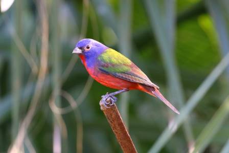 The Painted Bunting: A Colorful Reminder