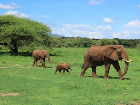 The Giants That Shape Africa’s Ecosystems