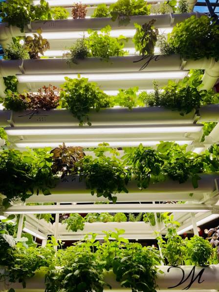 Seeds of Innovation