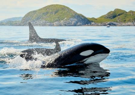 Why is an Orca Not a Whale?