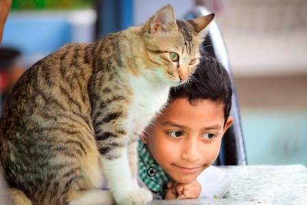 4 Healing Power of Animal Companionship in Therapy