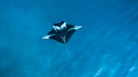 Manta rays possess one of the highest brain-to-body mass ratios among fish.