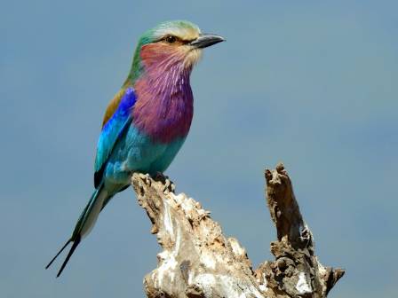 Interesting Facts About Kenya’s National Bird