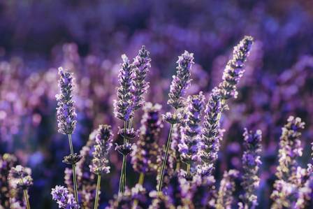 9 Flowers That Bloom Year-Round