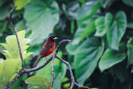 Moss-backed Tanager