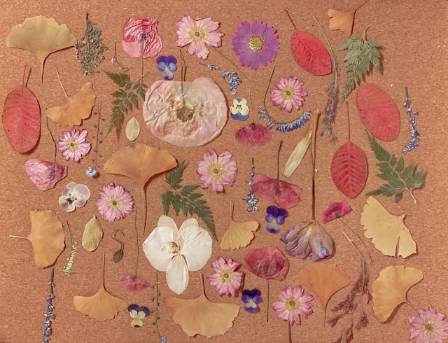 Creating Botanical Collages from Scratch