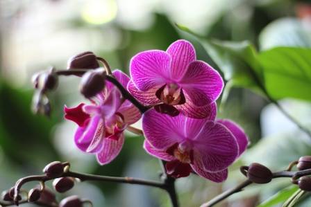 Essential Methods for Growing Healthy Moth Orchids