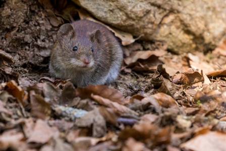 What is a Field Mouse?