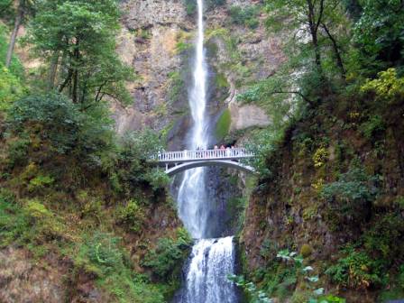 The Symphony of Nature: An Expedition into the Harmonious Dance of Life in the Wild