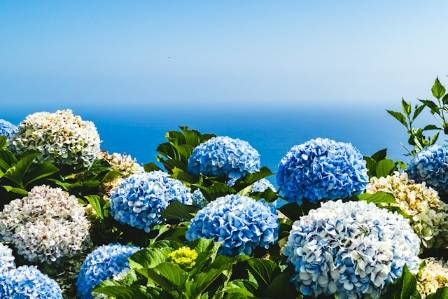 Hydrangea: The Beauty of Repeat Flowering Plants