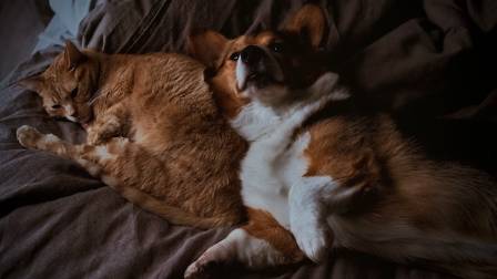 6 Indicators of Harmonious Pet Relationships