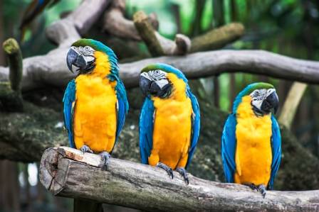 Top Most Colorful Birds in the World: Nature’s Living Rainbows