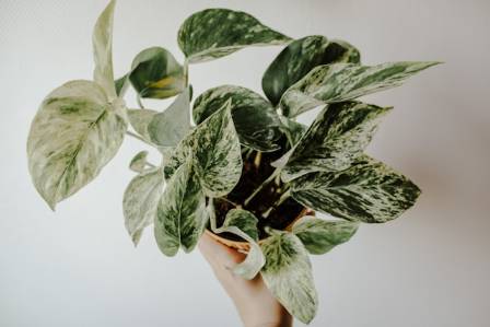 Pothos as a Houseplant