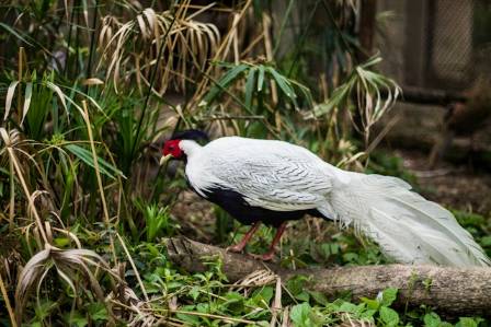 Silver Pheasant: A Striking Bird of Beauty and Speed
