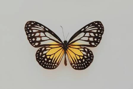 Nineteen Incredible Butterfly Facts That Will Completely Change How You See Them