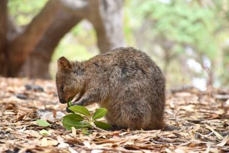 5 Enchanting Creatures In Asia