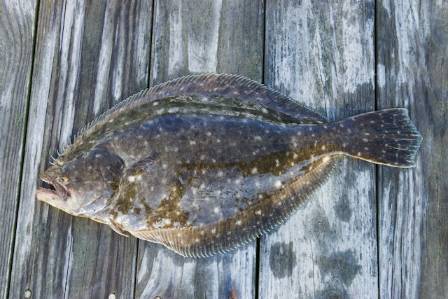 Meet the Striking Spotted Sicklefish