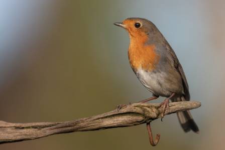 All about the Common European Robin