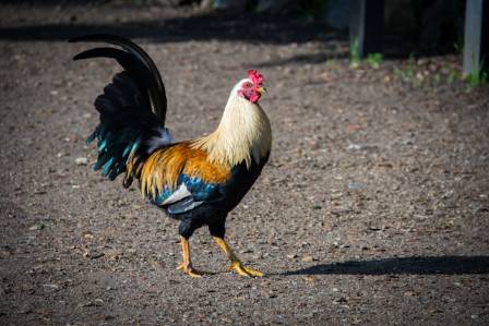 The Real Reason Roosters Make So Much Noise Every Single Morning