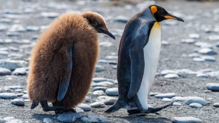 Understanding the Emperor Penguins of Antarctica